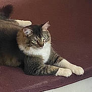 Toby is registered to the contest to win money with this photo: cat, tabby, pet, animal, feline, fur, whiskers, paws, carpet, indoor, relaxed, resting, cute, domestic, mammal, laying, ears, eyes, cute_pet, fluffy