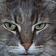 Mercredi joined the competition — help win amazing prizes! cat, close_up, grey_tabby, green_eyes, whiskers, fur, pet, animal, mammal, face, portrait, domestic_cat, feline, nose, eyes, closeup, expression, indoor, cute