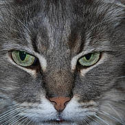 Mercredi a rejoint le concours — aidez-le/la à gagner de superbes lots ! animal, cat, close_up, cute, detailed, domestic_cat, eyes, face, feline, fluffy, green_eyes, grey_fur, intense_gaze, macro, muzzle, nose, pet, portrait, soft_fur, whiskers