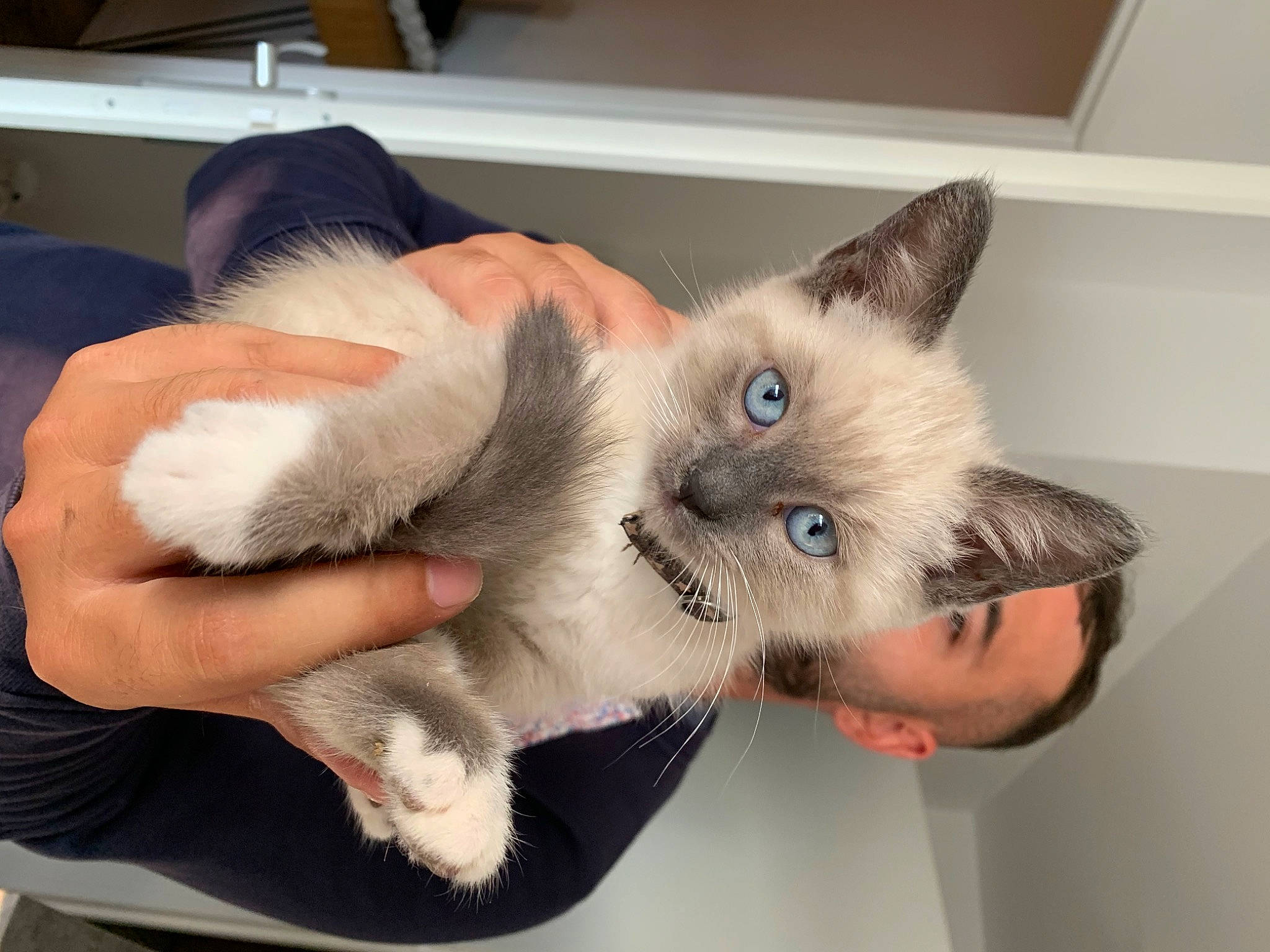 Miaouss a rejoint le concours — aidez-le/la à gagner de superbes lots ! balinese, carnivore, cat, claw, collar, comfort, domestic_short_haired_cat, ear, eye, fawn, felidae, fur, gesture, paw, siamese, small_to_medium_sized_cats, snout, tail, thai, whiskers