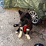 Milko participe au concours pour gagner de l'argent avec cette photo : puppy, dog, black_and_white, red_harness, concrete, outdoor, wheel, tarpaulin, footwear, human_foot, paw, pet, young_dog, curious, sitting, shadow, daylight, sidewalk, casual, candid