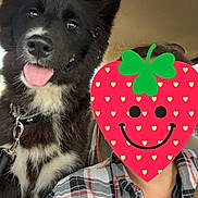 Milko participe au concours pour gagner de l'argent avec cette photo : dog, black_dog, white_fur, tongue_out, pet, happy, inside_car, person, plaid_shirt, necklace, seatbelt, leash, closeup, animal, companion, cute, fur, ears_up, smiling, car_interior