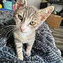 Touktouk a rejoint le concours — aidez-le/la à gagner de superbes lots ! kitten, cat, pet, animal, feline, whiskers, ears, blanket, texture, indoor, home, curious, young, soft, gray, white, closeup, cute, cozy, portrait