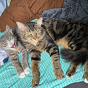 Touktouk participe au concours pour gagner de l'argent avec cette photo : cat, cats, tabby, gray_cat, striped, feline, pets, cute, resting, lying_down, bed, blanket, indoor, playful, whiskers, fur, paws, closeup, animal, cozy