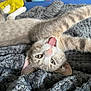 Touktouk participe au concours pour gagner de l'argent avec cette photo : cat, gray_cat, tabby, pet, animal, tongue_out, whiskers, stretching, blanket, cozy, indoor, cute, feline, relaxed, playful, fur, ears, paw, lying_down, closeup