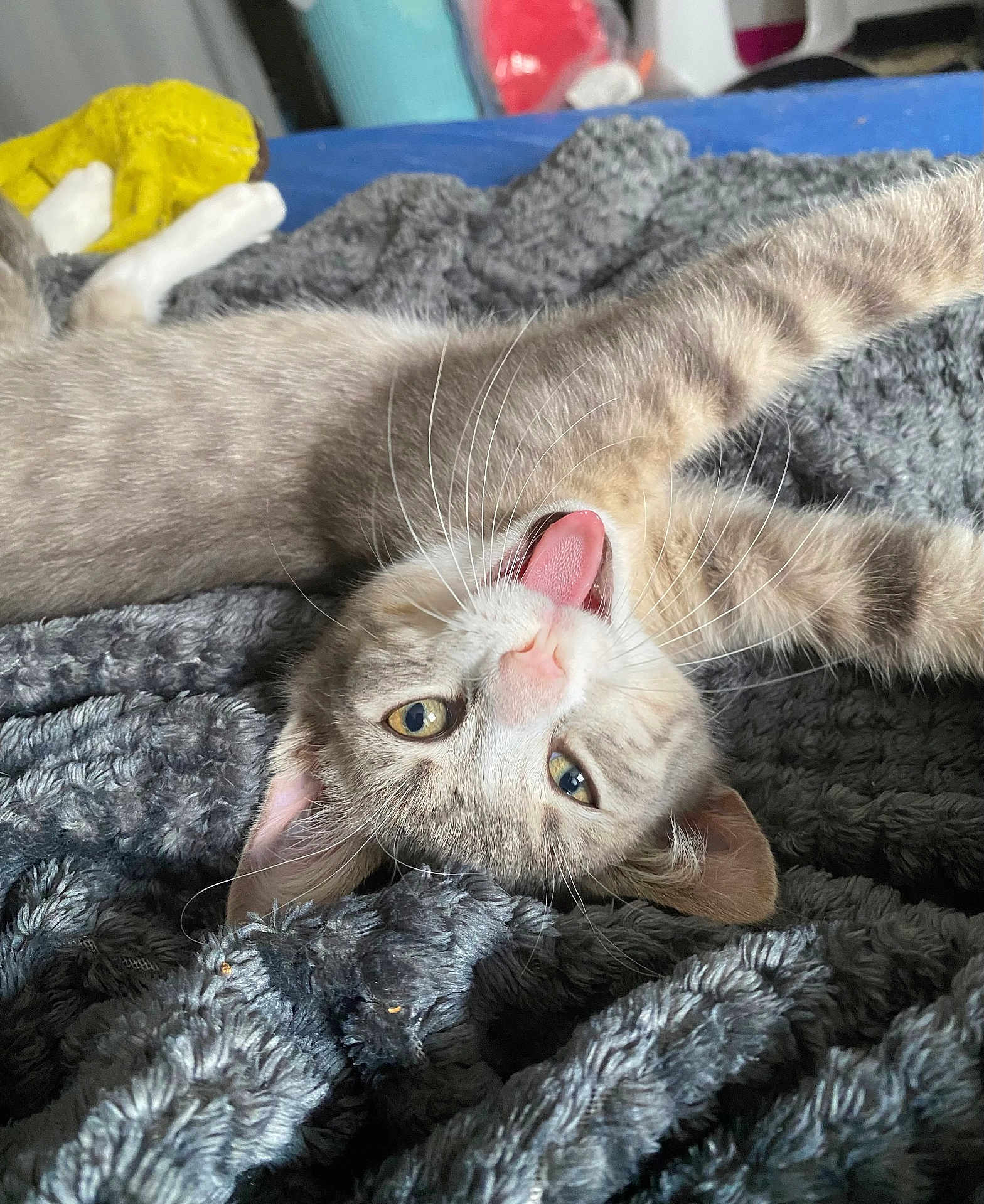 Touktouk participe au concours pour gagner de l'argent avec cette photo : cat, gray_cat, tabby, pet, animal, tongue_out, whiskers, stretching, blanket, cozy, indoor, cute, feline, relaxed, playful, fur, ears, paw, lying_down, closeup