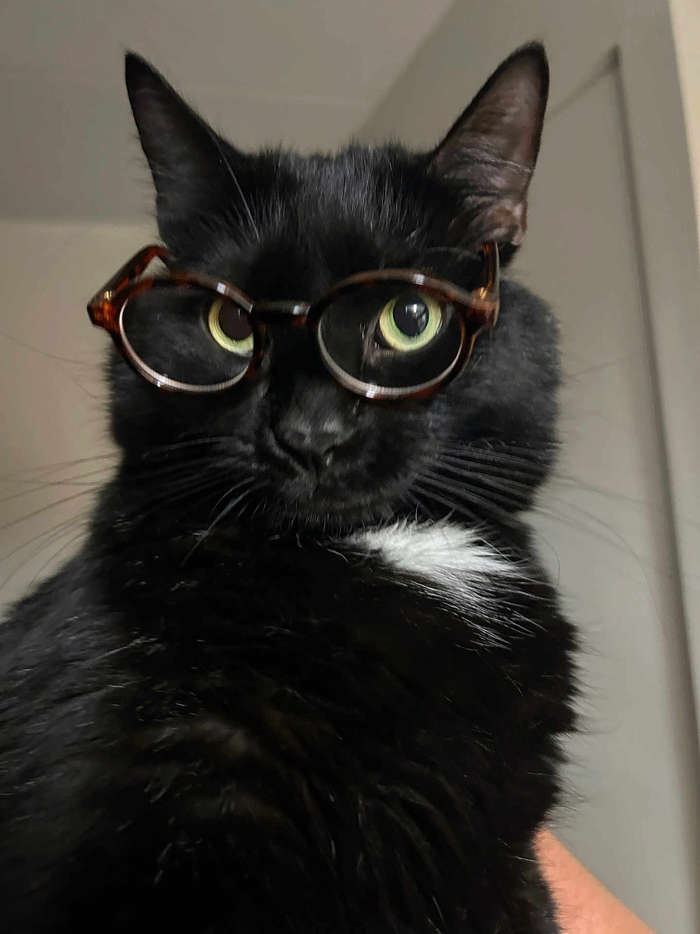 Moose is registered to the contest to win money with this photo: cat, black_cat, glasses, pet, animal, whiskers, indoor, close_up, feline, green_eyes, tortoiseshell_glasses, curious, portrait, cute, looking, face, fur, domestic_cat, white_patch