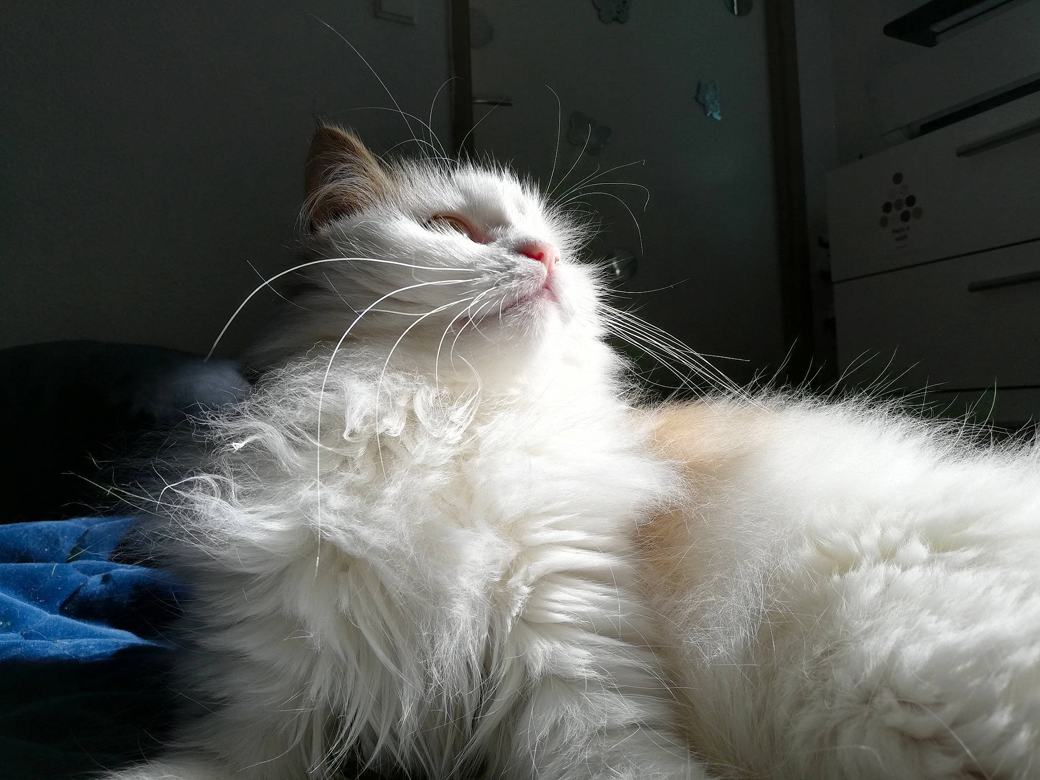 Nala participe au concours pour gagner de l'argent avec cette photo : british_longhair, carnivore, cat, claw, comfort, felidae, fur, natural_material, paw, ragdoll, small_to_medium_sized_cats, snout, tail, whiskers, window
