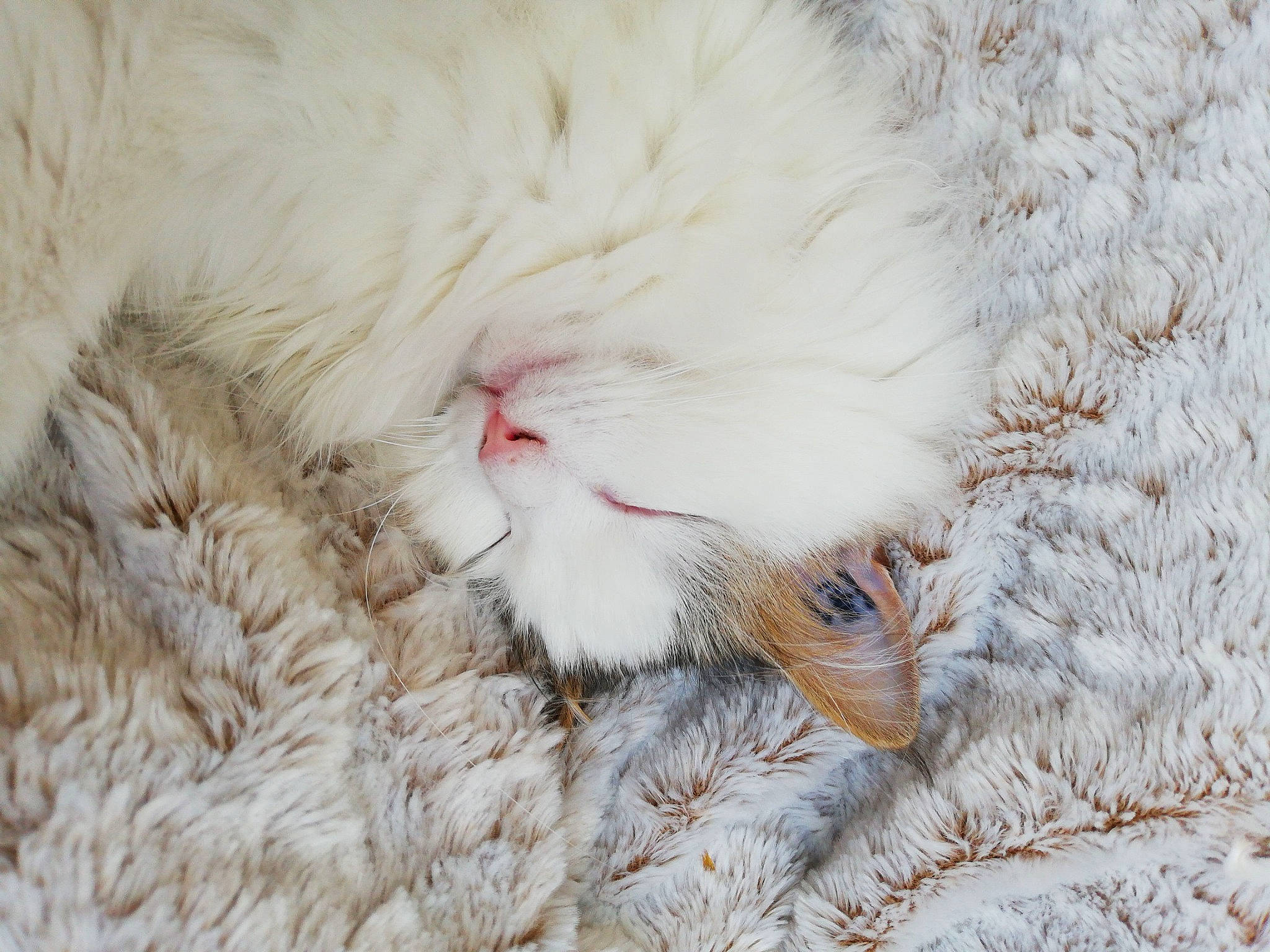 Nala participe au concours pour gagner de l'argent avec cette photo : carnivore, cat, cat_bed, fawn, feather, felidae, freezing, fur, grass, pattern, paw, peach, small_to_medium_sized_cats, snow, tail, whiskers, winter, wool
