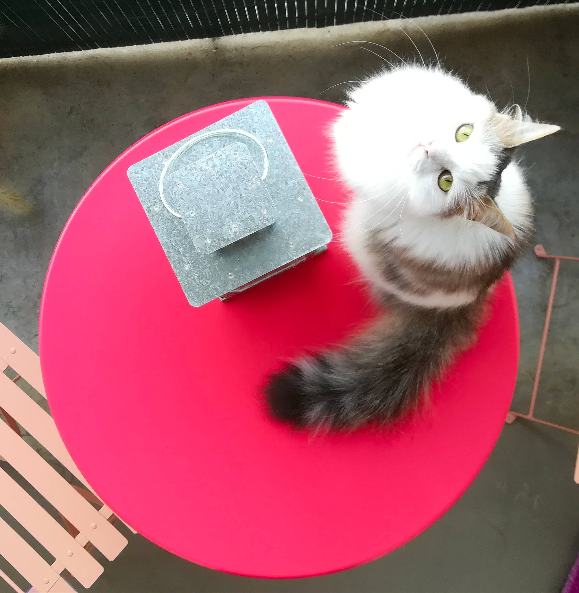 Nala a rejoint le concours — aidez-le/la à gagner de superbes lots ! box, carmine, carnivore, cat, cat_supply, circle, dishware, domestic_short_haired_cat, fawn, felidae, fur, magenta, paw, photo_caption, plate, small_to_medium_sized_cats, snout, tail, whiskers, window