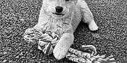 Yuna a rejoint le concours — aidez-le/la à gagner de superbes lots ! animal, asphalt, black_and_white, close_up, cute, dog, ears, fur, lying_down, nose, outdoor, paw, pet, playful, portrait, puppy, rope_toy, texture, toy, young