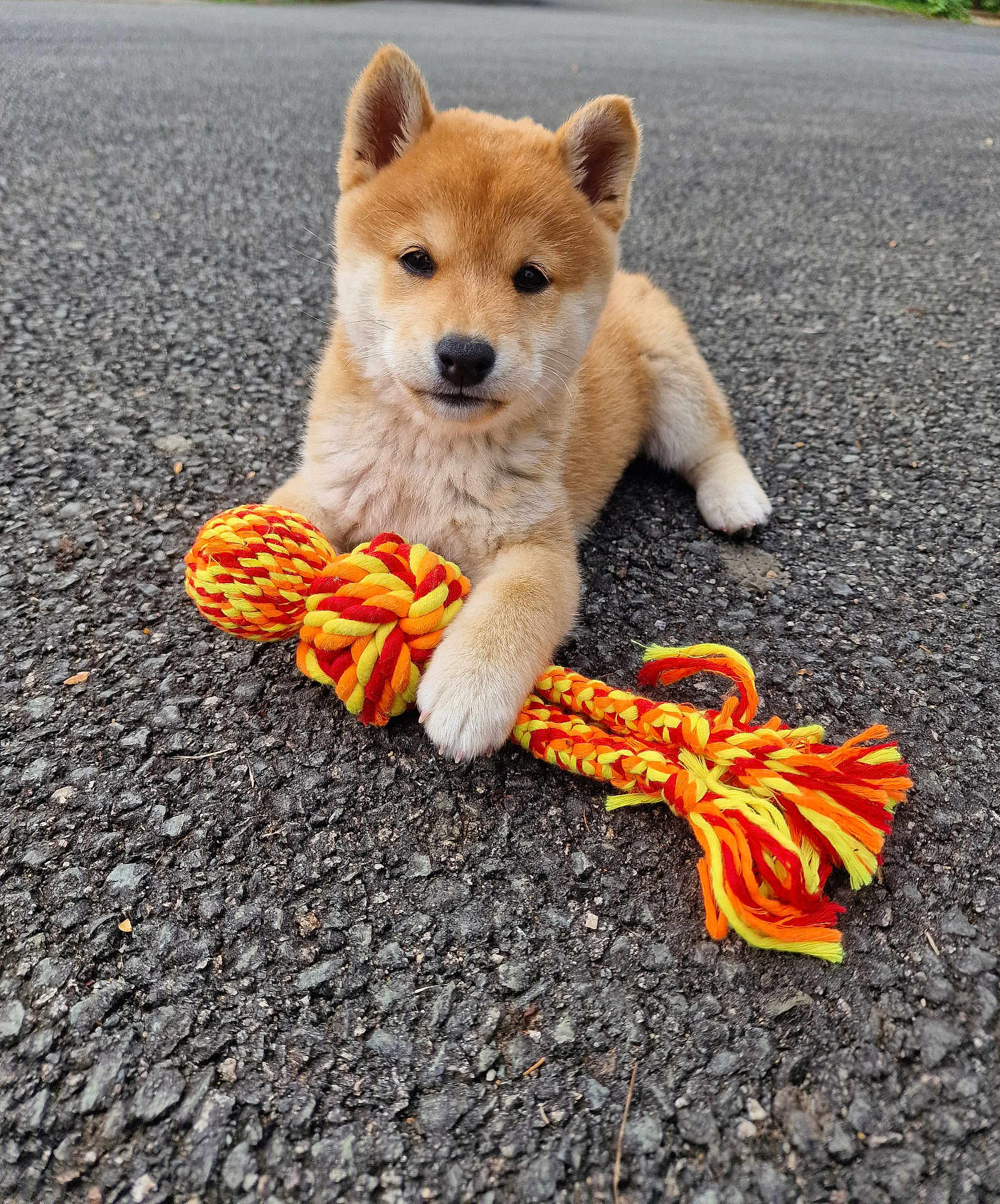 Yuna a rejoint le concours — aidez-le/la à gagner de superbes lots ! animal, asphalt, colorful, cute, dog, ears, face, fur, nose, outdoor, paw, pet, playful, puppy, resting, rope_toy, shiba_inu, texture, toy, young