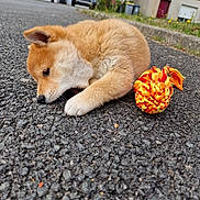 Yuna participe au concours pour gagner de l'argent avec cette photo : animal, asphalt, car, closeup, colorful, cute, daytime, dog, fluffy, fur, house, outdoor, pet, playing, puppy, road, small, suburban, toy, young