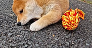 Yuna participe au concours pour gagner de l'argent avec cette photo : animal, asphalt, car, closeup, colorful, cute, daytime, dog, fluffy, fur, house, outdoor, pet, playing, puppy, road, small, suburban, toy, young
