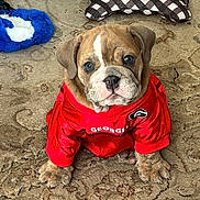Herschel is registered to the contest to win money with this photo: animal, blue_toy, bulldog, carpet, checkered_toy, cute, dog, domestic_animal, floor, front_paws, furry, indoor, looking_at_camera, pet, plush_toy, puppy, red_jersey, sitting, toy, young_dog