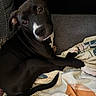 animal, black_dog, blanket, companion, couch, cozy, curious, cute, dog, domestic_animal, fur, indoor, looking_up, paw, pet, portrait, relaxed, resting, tail, white_markings