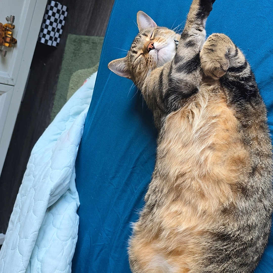 Tigger joined the competition — help win amazing prizes! bed, blanket, blue_bedspread, cat, cozy, decorations, dresser, floor, fur, furniture, indoor, paw, pet, relaxed, resting, sleeping, striped, tabby, whiskers, wood_floor
