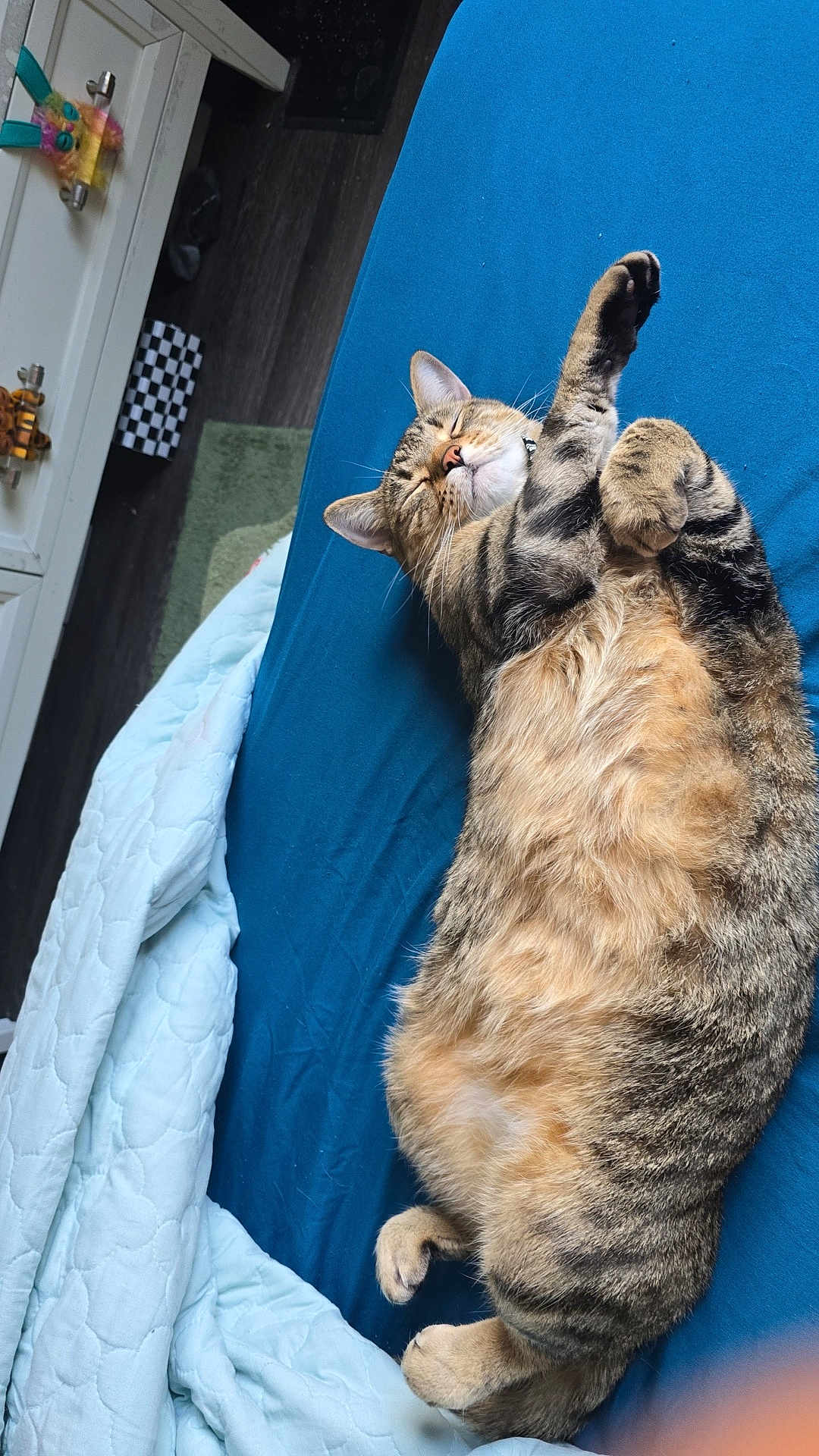 Tigger joined the competition — help win amazing prizes! cat, tabby, bed, blue_bedspread, blanket, sleeping, relaxed, paw, fur, indoor, furniture, dresser, decorations, floor, wood_floor, striped, whiskers, pet, cozy, resting