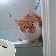 Garfield participe au concours pour gagner de l'argent avec cette photo :