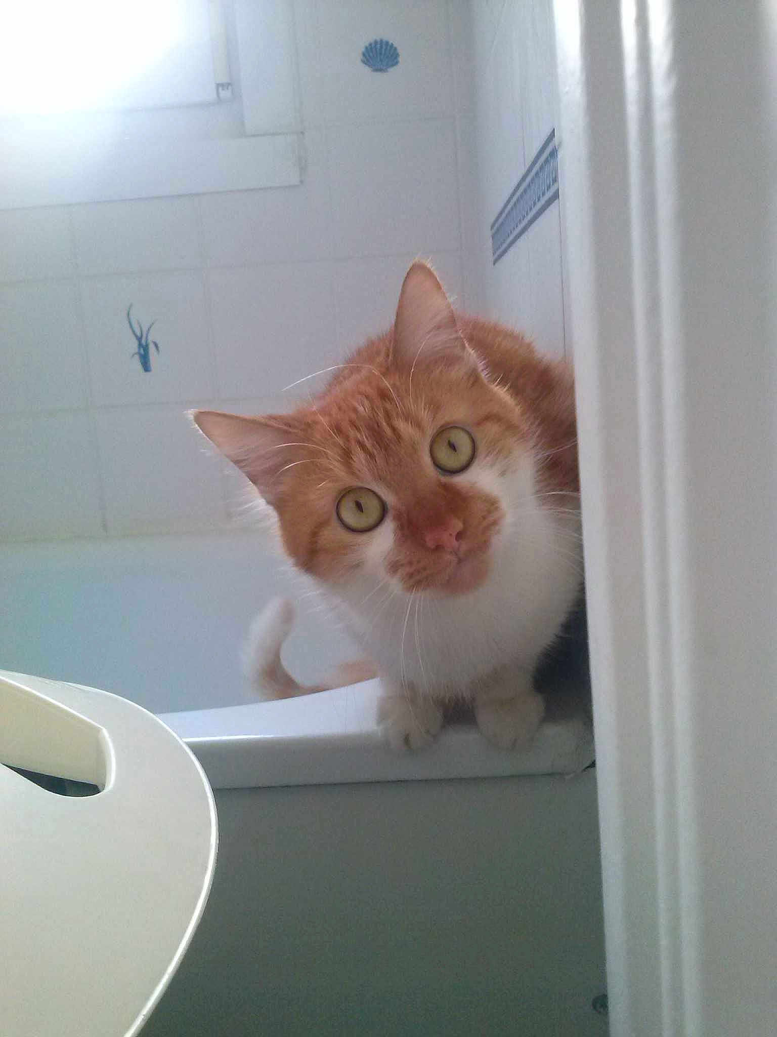 Garfield