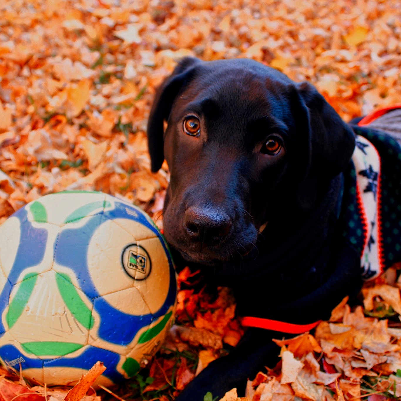 Puppy Puck joined the competition — help win amazing prizes! autumn, ball, beagador, canidae, carnivore, dog, dog_breed, hunting_dog, labrador_retriever, leaf, mammal, retriever, snout, sporting_group, tennis_ball