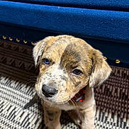 Roxy is registered to the contest to win money with this photo: adorable, animal, black_fur, blue_couch, brown_fur, close_up, collar, curious, cute, dog, expressive_eyes, fur_texture, indoor, patterned_rug, pet, puppy, sitting, small_dog, white_fur, young_dog