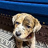 adorable, animal, black_fur, blue_couch, brown_fur, close_up, collar, curious, cute, dog, expressive_eyes, fur_texture, indoor, patterned_rug, pet, puppy, sitting, small_dog, white_fur, young_dog