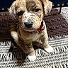 Roxy is registered to the contest to win money with this photo: adorable, animal, blue, brown, carpet, collar, cute, dog, floor, furniture, gold, indoor, looking_up, patterned_rug, pet, puppy, sitting, speckled, white, young