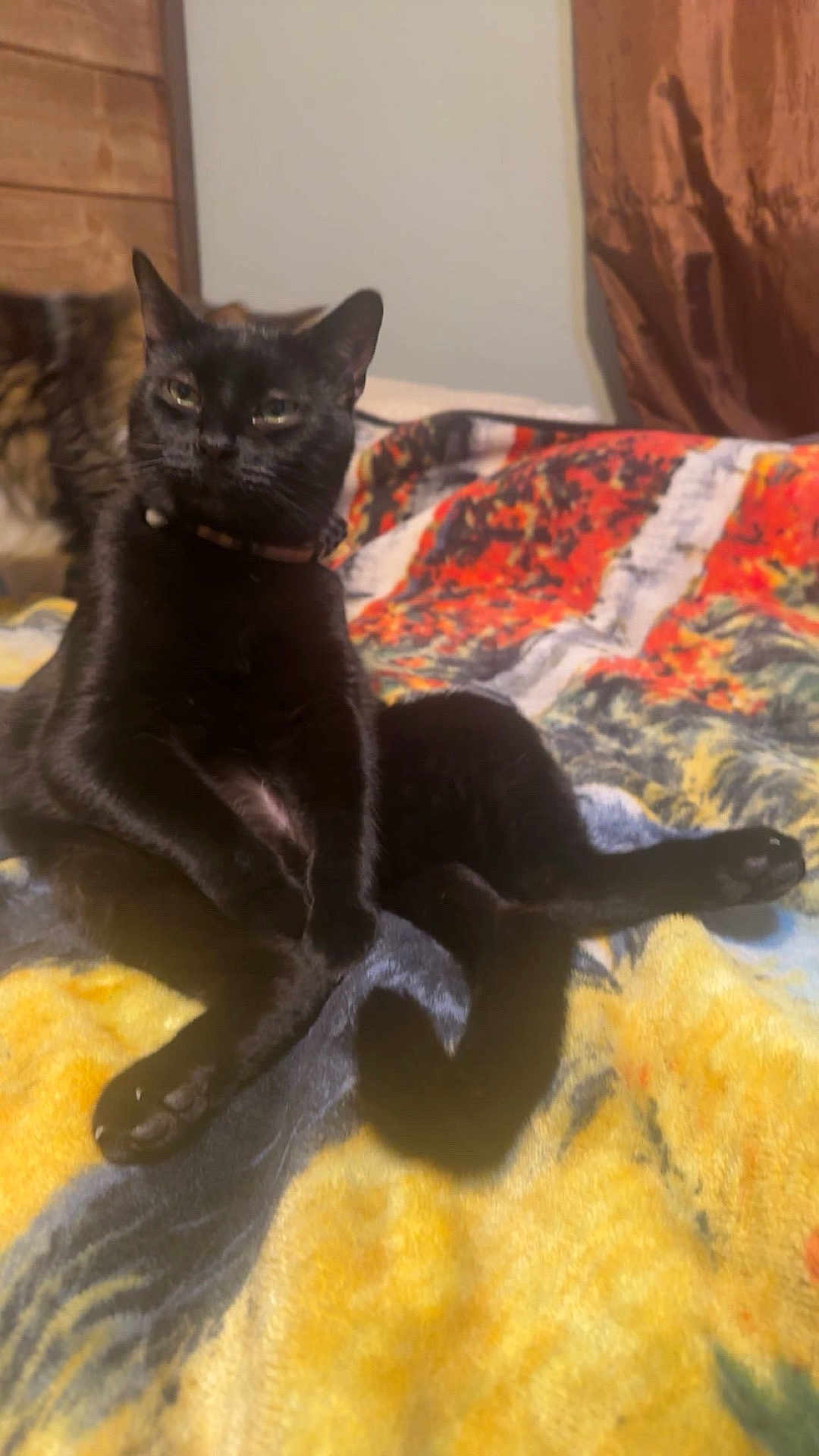 Mochi Bagheera joined the competition — help win amazing prizes! black_cat, cat, feline, pet, animal, blanket, indoor, relaxed, resting, fur, collar, colorful, pattern, bedroom, wood_paneling, curtain, two_cats, cozy, soft, domestic