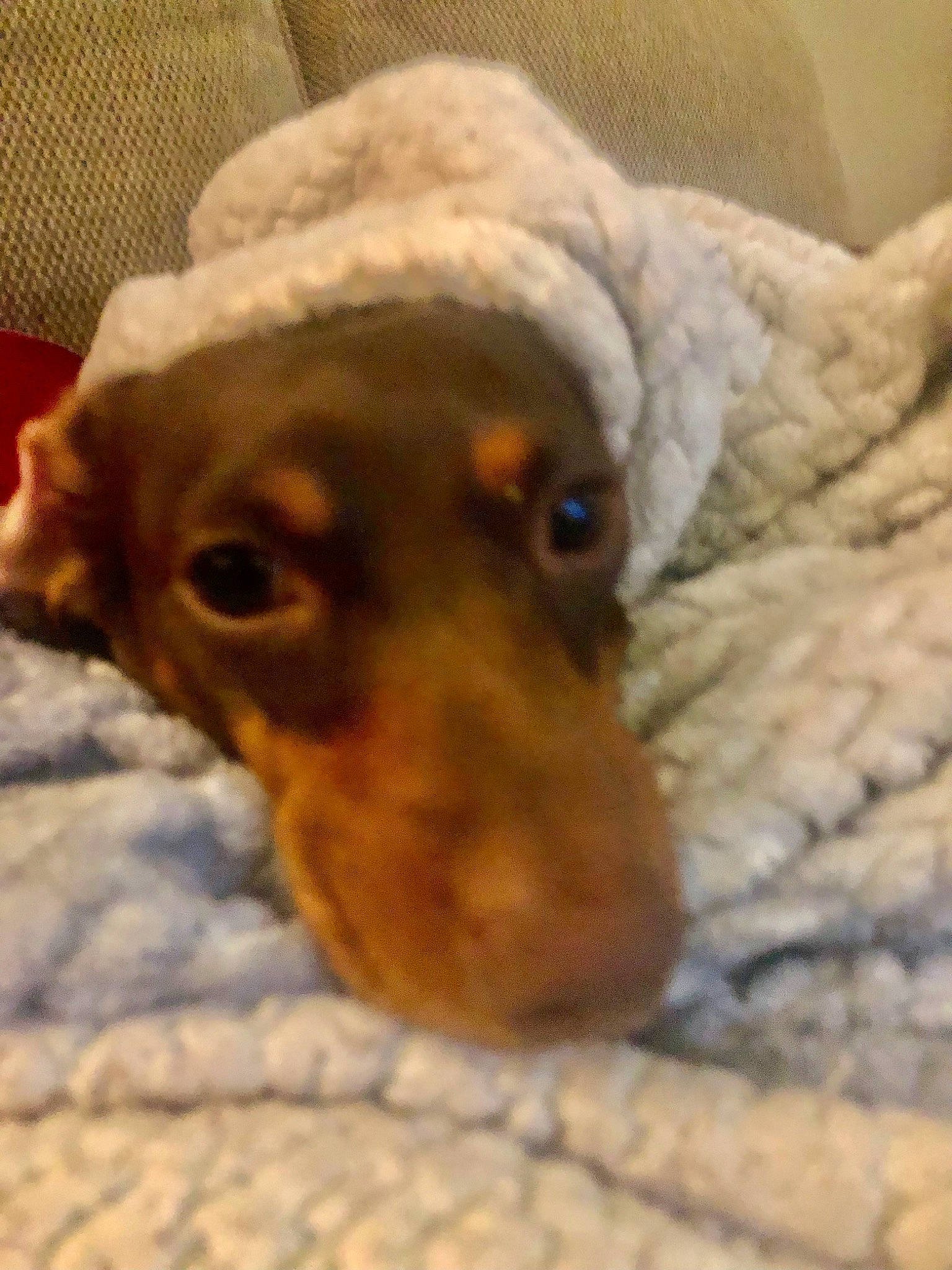 Isabella is registered to the contest to win money with this photo: canidae, carnivore, comfort, companion_dog, dog, dog_breed, ear, fawn, fur, guard_dog, pinscher, snout, sporting_group, terrestrial_animal, toy_dog, whiskers, working_animal