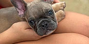 Scar Galyon joined the competition — help win amazing prizes! puppy, dog, french_bulldog, pet, animal, ears, cute, lap, human_hand, legs, outdoor, blurred_background, closeup, young_dog, adorable, companion, friendly, small_dog, portrait, snout