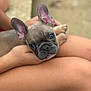 puppy, dog, french_bulldog, pet, animal, ears, cute, lap, human_hand, legs, outdoor, blurred_background, closeup, young_dog, adorable, companion, friendly, small_dog, portrait, snout