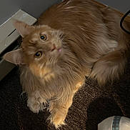 Sammy Joe Davis is registered to the contest to win money with this photo: cat, orange_cat, long_fur, pet, animal, indoor, carpet, baseboard_heater, curious, looking_up, fluffy, feline, paw, whiskers, ears, light, shadow, cozy, resting, domestic_cat