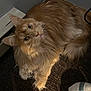 cat, orange_cat, long_fur, pet, animal, indoor, carpet, baseboard_heater, curious, looking_up, fluffy, feline, paw, whiskers, ears, light, shadow, cozy, resting, domestic_cat