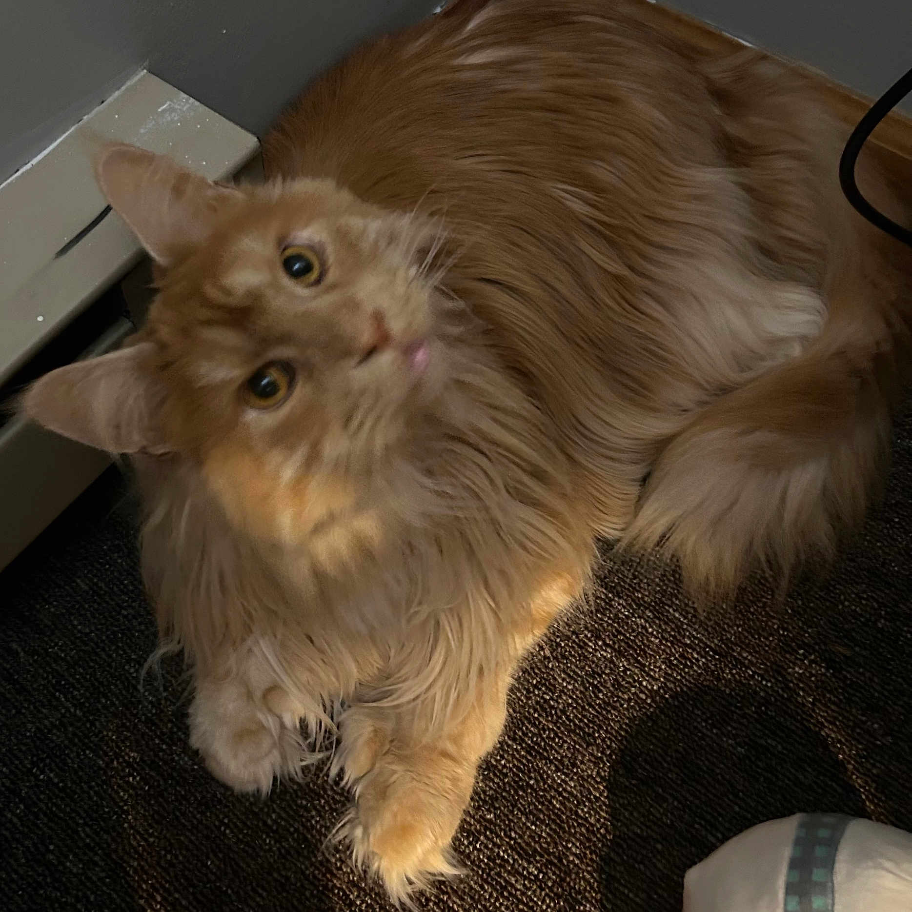 Sammy Joe Davis is registered to the contest to win money with this photo: animal, baseboard_heater, carpet, cat, cozy, curious, domestic_cat, ears, feline, fluffy, indoor, light, long_fur, looking_up, orange_cat, paw, pet, resting, shadow, whiskers