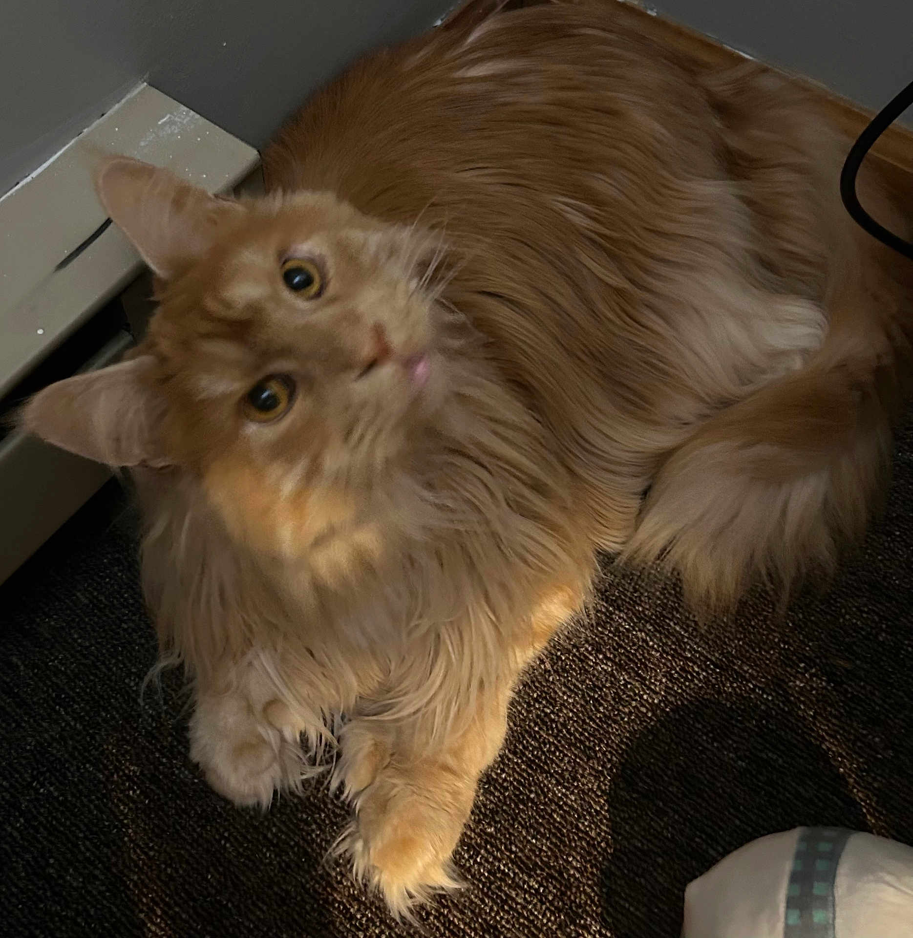 Sammy Joe Davis is registered to the contest to win money with this photo: cat, orange_cat, long_fur, pet, animal, indoor, carpet, baseboard_heater, curious, looking_up, fluffy, feline, paw, whiskers, ears, light, shadow, cozy, resting, domestic_cat