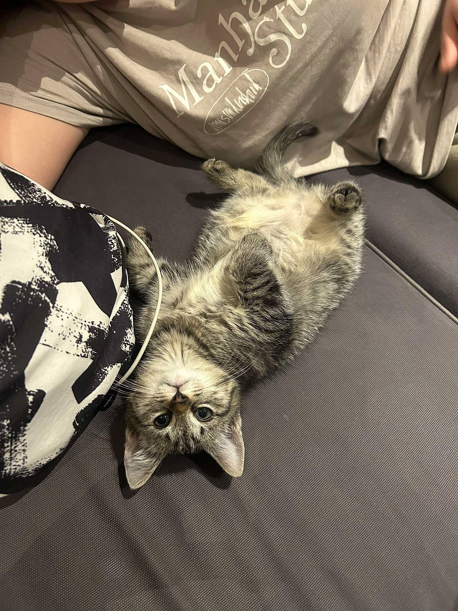 Mira participe au concours pour gagner de l'argent avec cette photo : cat, comfort, domestic_short_haired_cat, fashion_accessory, felidae, font, fur, gesture, grey, linens, metal, monochrome, monochrome_photography, pattern, paw, sleeve, small_to_medium_sized_cats, t_shirt, whiskers, wrist