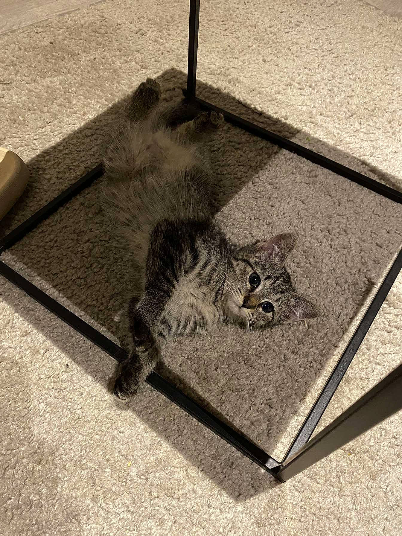 Mira a rejoint le concours — aidez-le/la à gagner de superbes lots ! art, asphalt, carnivore, cat, felidae, floor, flooring, grass, grey, mammal, monochrome, monochrome_photography, road_surface, sidewalk, small_to_medium_sized_cats, tail, terrestrial_animal, vertebrate, whiskers, wood