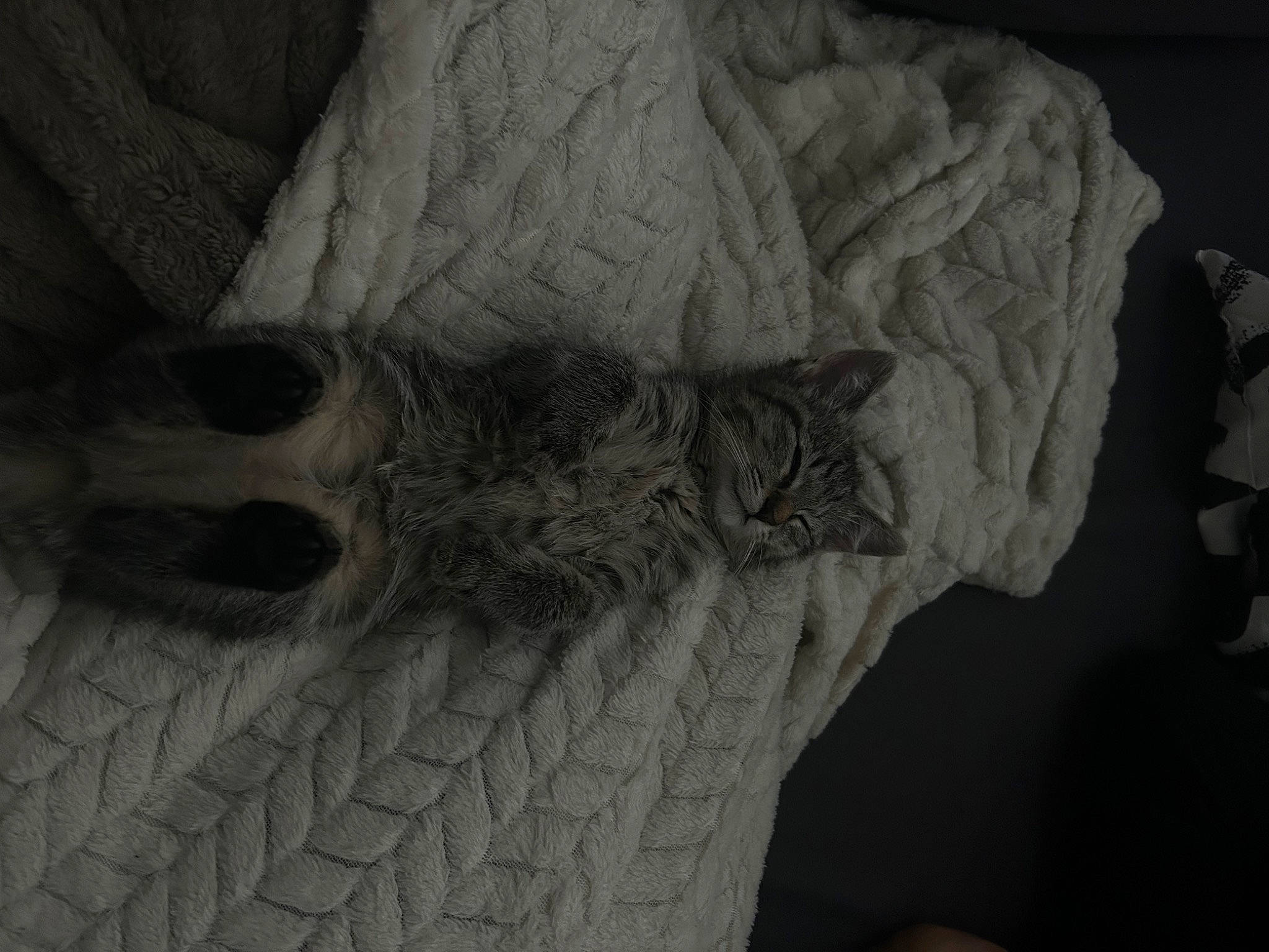 Mira a rejoint le concours — aidez-le/la à gagner de superbes lots ! carnivore, comfort, companion_dog, couch, dog, felidae, foot, fur, grey, human_leg, leg, linens, monochrome, monochrome_photography, sleeve, small_to_medium_sized_cats, whiskers, wood, wool, woolen