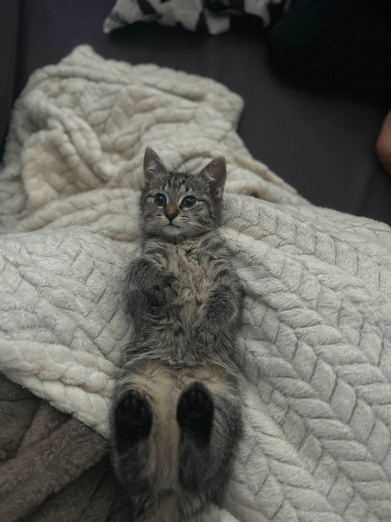 Mira participe au concours pour gagner de l'argent avec cette photo : bedding, carnivore, cat, claw, comfort, domestic_short_haired_cat, felidae, fur, grey, linens, monochrome, monochrome_photography, paw, plant, sitting, small_to_medium_sized_cats, snout, tail, terrestrial_animal, whiskers