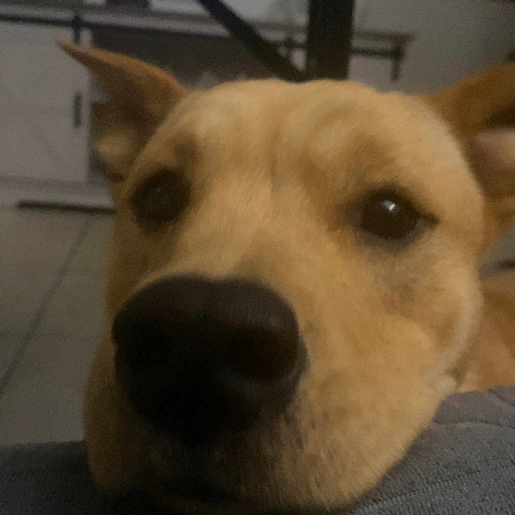 Chia joined the competition — help win amazing prizes! animal, architecture, canine, computerhardware, dog, electronics, furniture, hardware, hound, husky, indoors, interiordesign, labradorretriever, monitor, pet, puppy, screen, snout, tv, whitedog