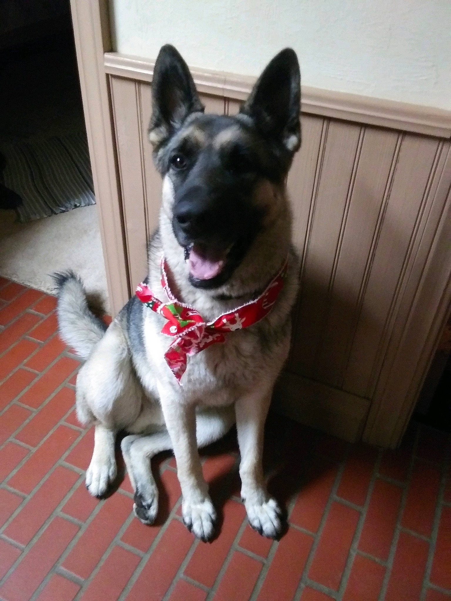 Prince is registered to the contest to win money with this photo: canidae, carmine, carnivore, collar, companion_dog, dog, dog_breed, dog_collar, door, fawn, flooring, foot, fur, snout, sporting_group, tail, whiskers, window, working_animal, working_dog