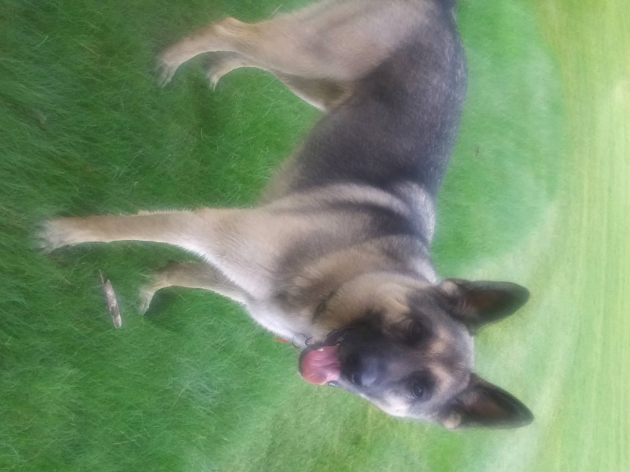 Prince joined the competition — help win amazing prizes! balinese, bat, canidae, carnivore, cat, claw, dog_breed, domestic_short_haired_cat, fawn, felidae, grass, paw, plant, siamese, small_to_medium_sized_cats, snout, tail, terrestrial_animal, whiskers, wildlife