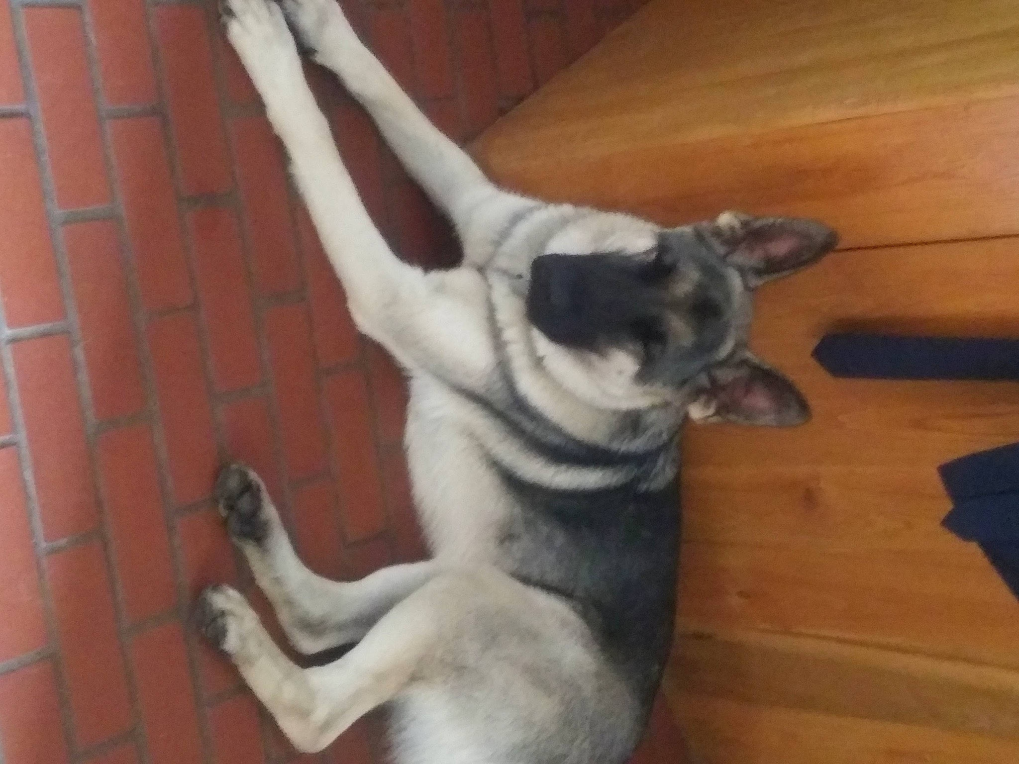 Prince is registered to the contest to win money with this photo: carnivore, companion_dog, dog, dog_breed, fawn, felidae, flooring, foot, fur, hardwood, laminate_flooring, paw, small_to_medium_sized_cats, snout, tail, varnish, wood, wood_flooring, wood_stain, working_animal