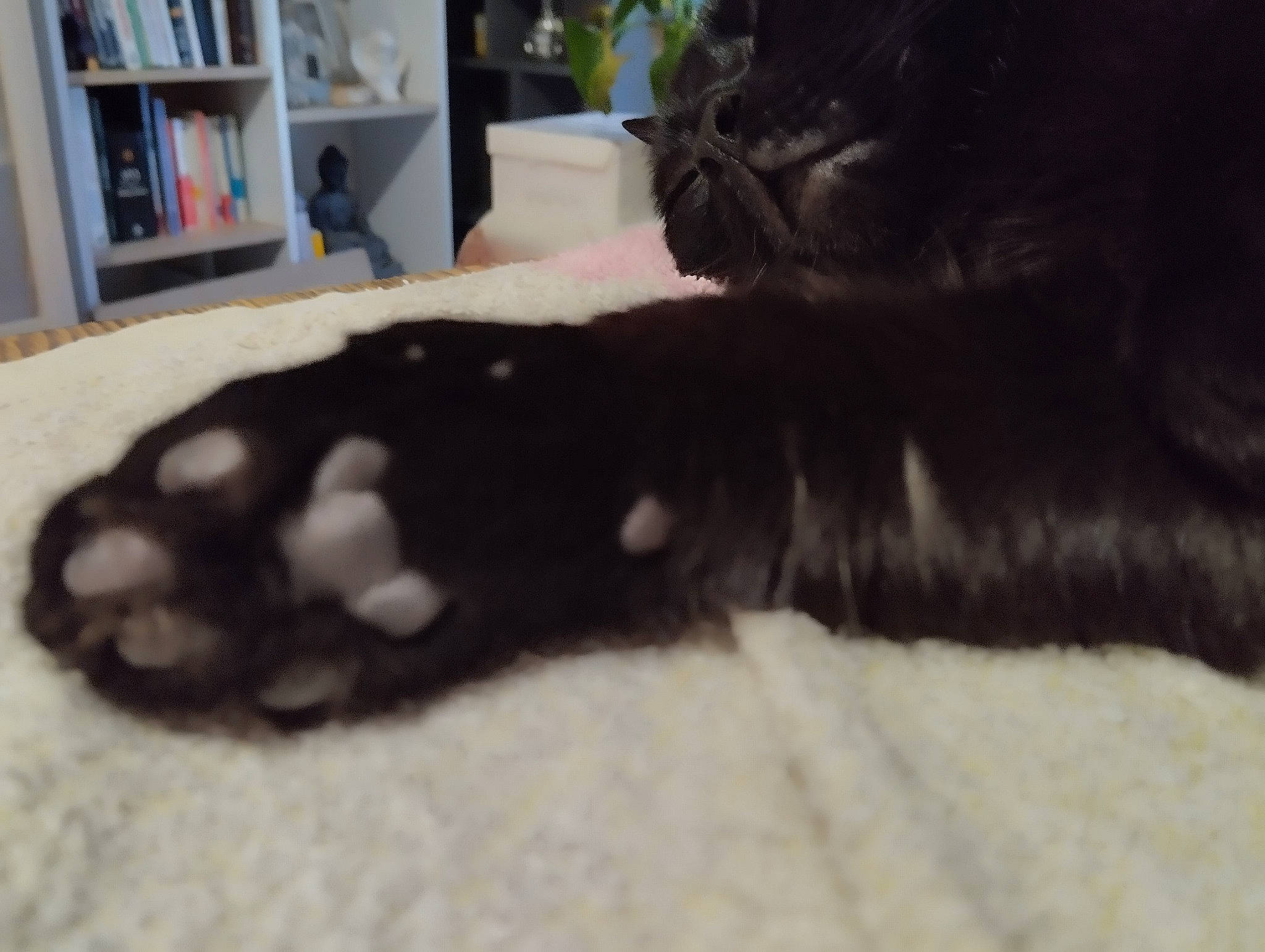 Fripouille a rejoint le concours — aidez-le/la à gagner de superbes lots ! bed, black_cat, bookcase, carnivore, cat, claw, comfort, dog_breed, domestic_short_haired_cat, felidae, fur, paw, reptile, shelf, shelving, small_to_medium_sized_cats, snout, tail, terrestrial_animal, whiskers