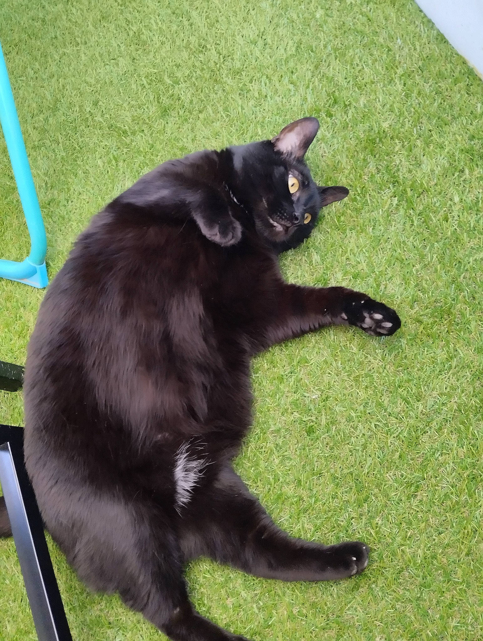 Fripouille participe au concours pour gagner de l'argent avec cette photo : black_cat, bombay, carnivore, cat, claw, domestic_short_haired_cat, felidae, fur, grass, havana_brown, paw, plant, small_to_medium_sized_cats, tail, terrestrial_animal, whiskers