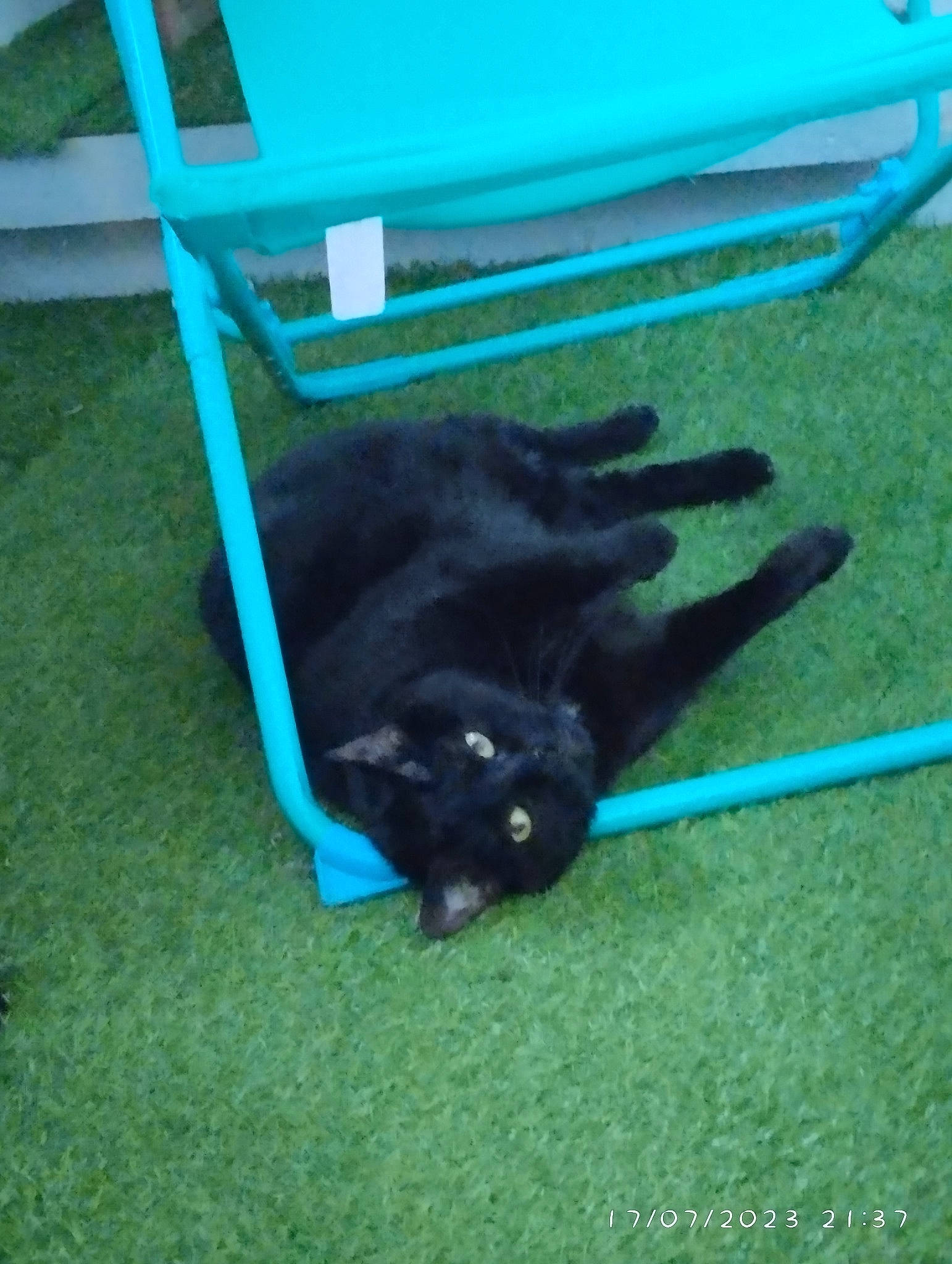 Fripouille participe au concours pour gagner de l'argent avec cette photo : black_cat, bombay, canidae, carnivore, cat, chair, companion_dog, dog_agility, dog_breed, domestic_short_haired_cat, electric_blue, felidae, grass, small_to_medium_sized_cats, sporting_group, tail, whiskers