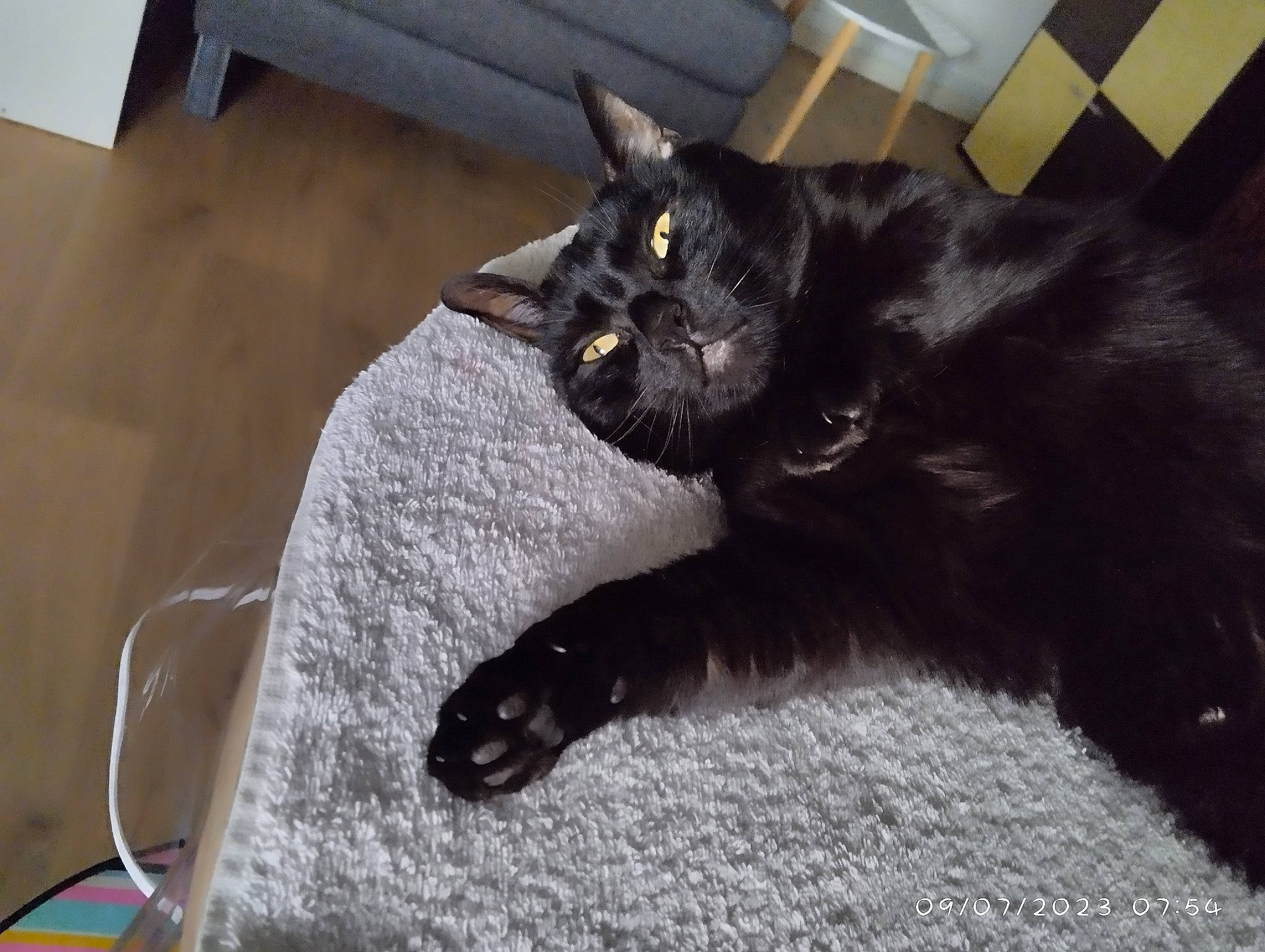 Fripouille a rejoint le concours — aidez-le/la à gagner de superbes lots ! black_cat, bombay, carnivore, cat, claw, comfort, domestic_short_haired_cat, felidae, flooring, fur, grey, paw, sitting, small_to_medium_sized_cats, snout, tail, terrestrial_animal, whiskers