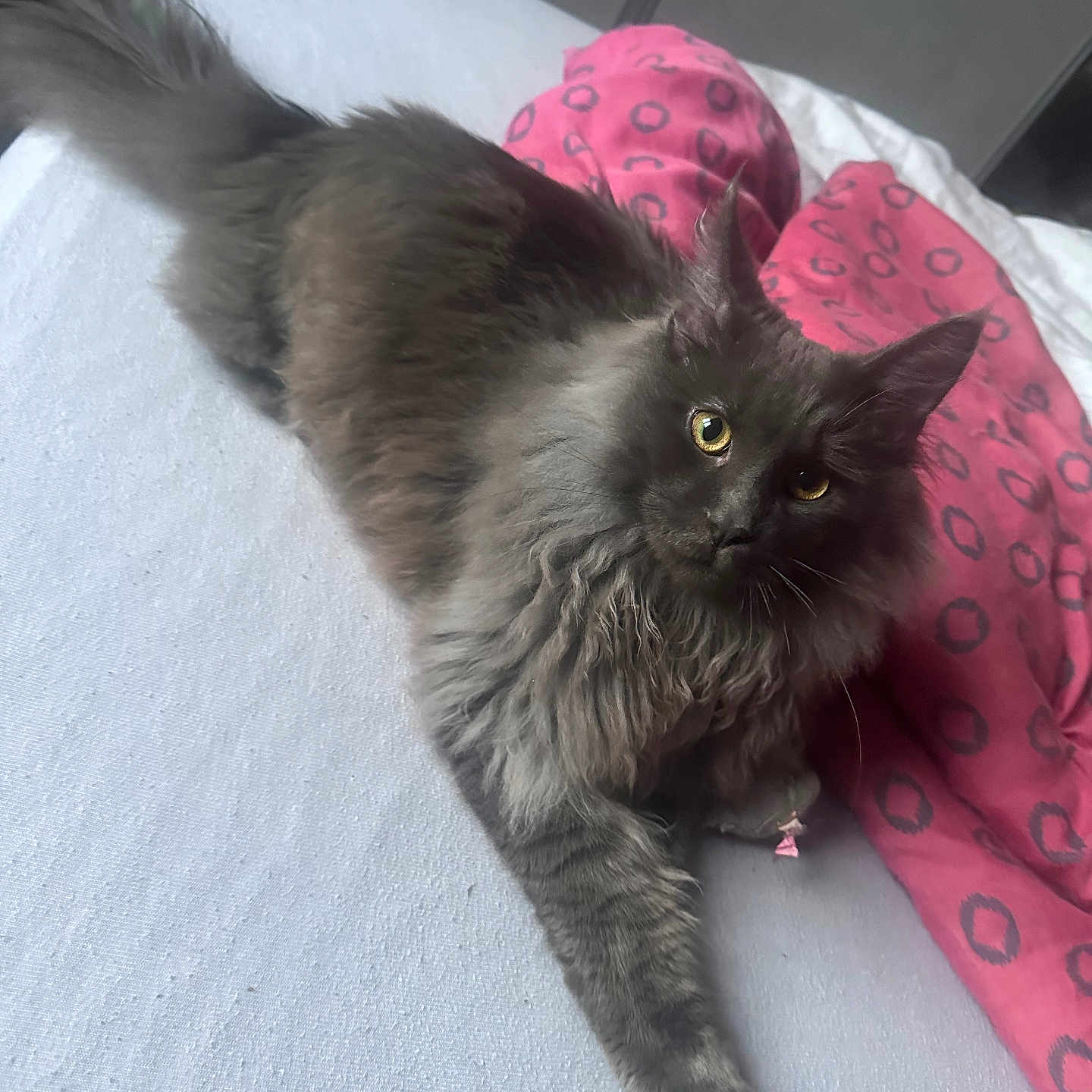 Vendetta a rejoint le concours — aidez-le/la à gagner de superbes lots ! animal, bed, blanket, cat, cute, domestic_animal, ears, feline, fluffy, fur, gray_cat, indoor, looking_up, paw, pet, pink_blanket, relaxed, resting, whiskers, yellow_eyes