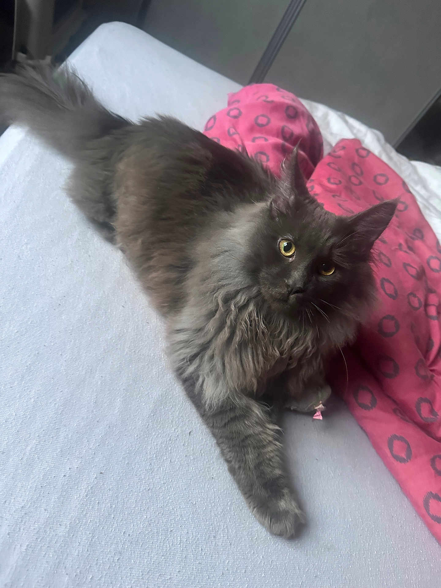 Vendetta a rejoint le concours — aidez-le/la à gagner de superbes lots ! cat, gray_cat, fluffy, bed, blanket, pink_blanket, indoor, pet, feline, looking_up, whiskers, fur, relaxed, cute, animal, domestic_animal, resting, paw, ears, yellow_eyes